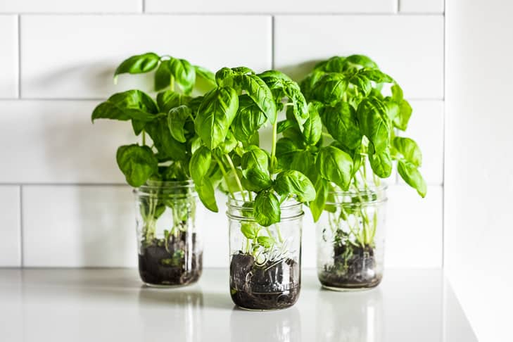 Unlock Freshness: 9 Expert Tips for Thriving Living Herbs